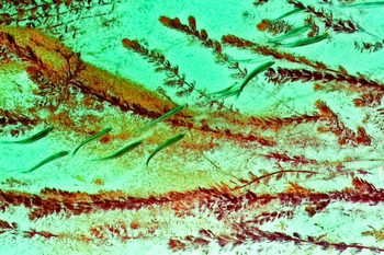 N 053C